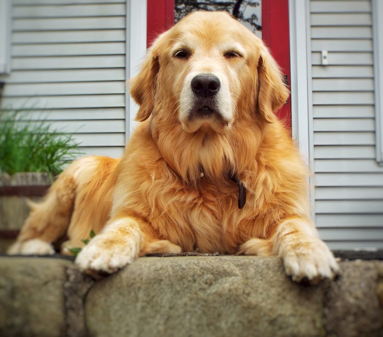 dog, golden retriever, resting