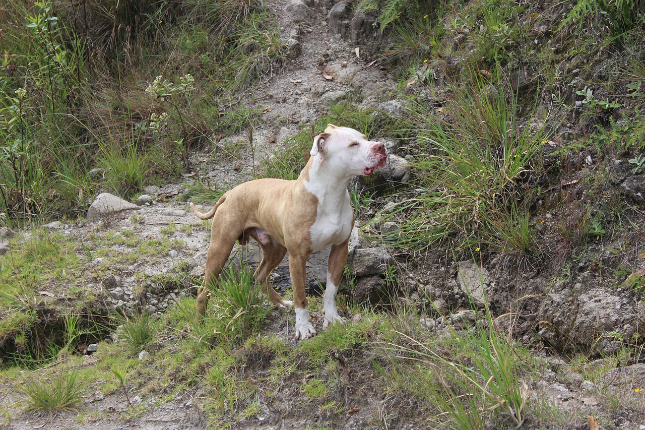 Pitbull Who Was Rescued From A Cliff Was Destined To Comfort His