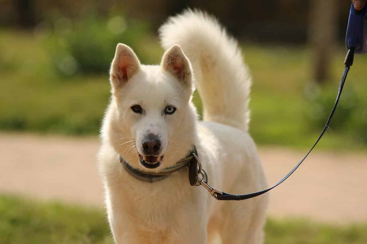 dog, breed, siberian husky