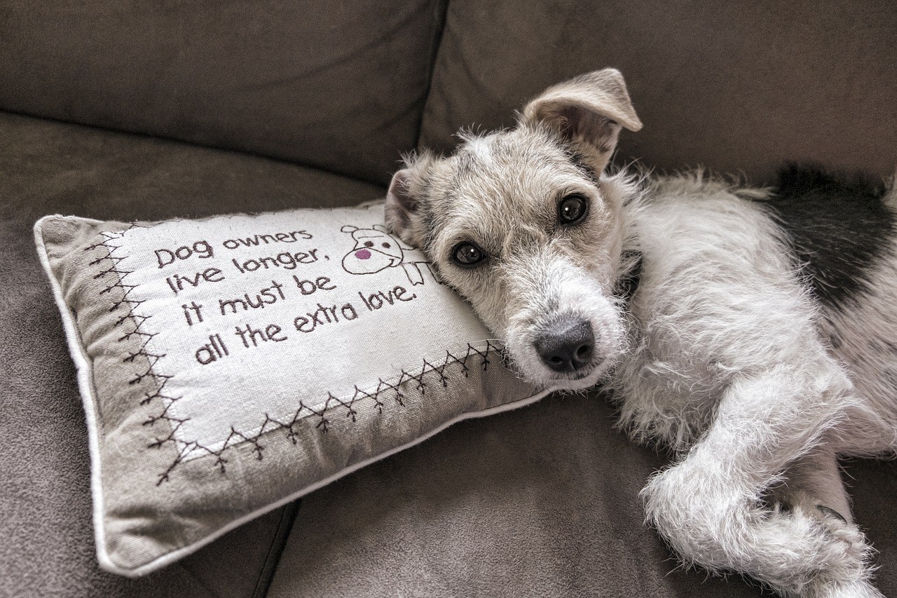 dog, read, sofa