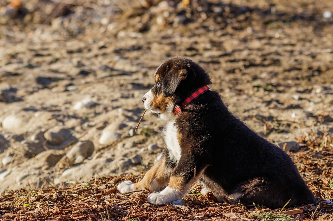 puppy, bernese mountain dog, beach