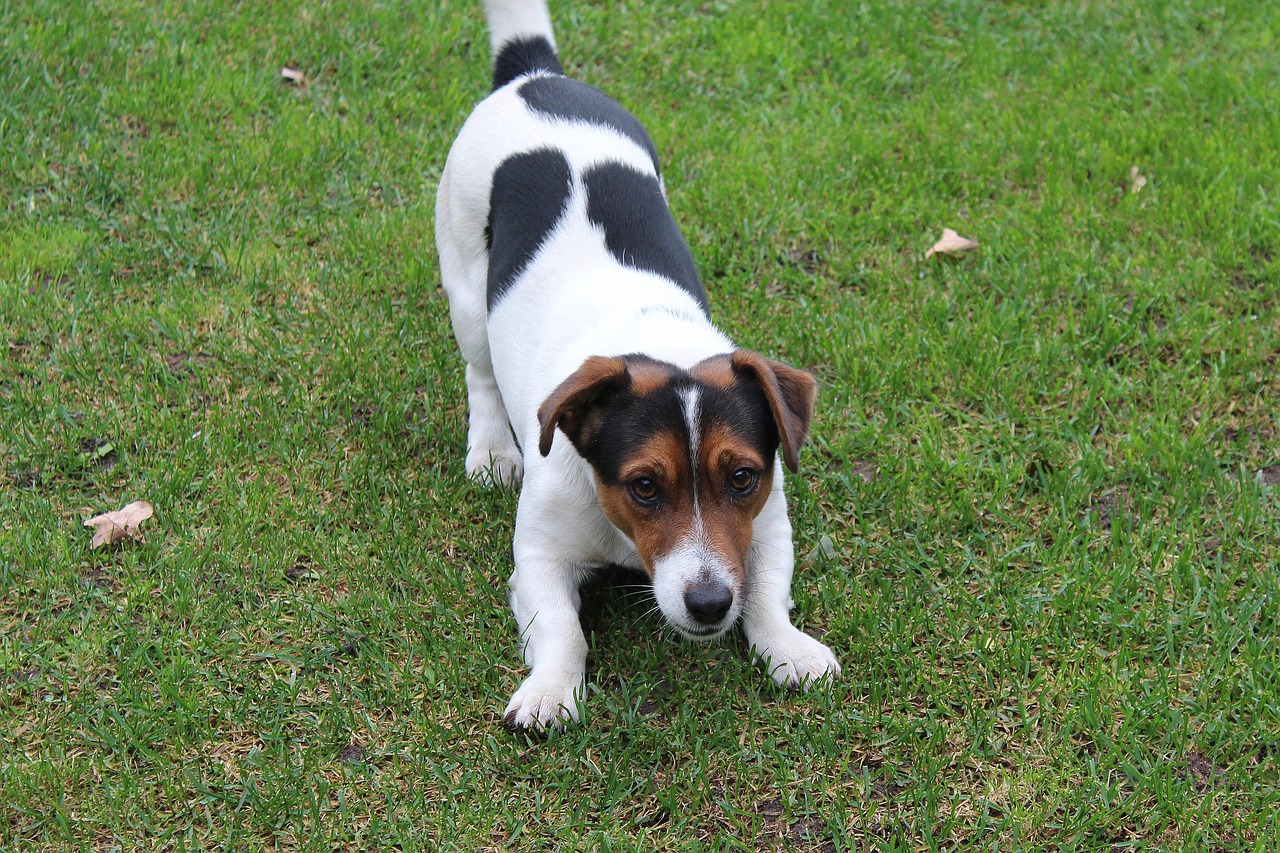 dog, jack russell terrier, fun
